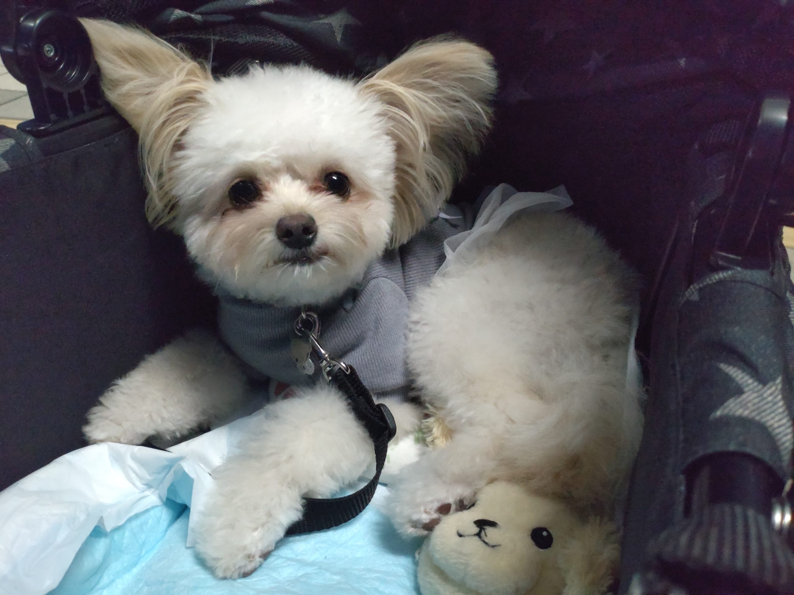 ♥ほーむぺーじをはじめました♥